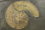 Jurassic Ammonite (Harpoceras) Fossil - Posidonia Shale, Germany #264532-1